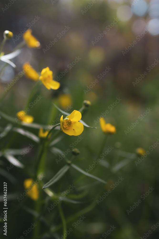 yellow flower close up in Ukraine yellow flower close up in Ukraine
