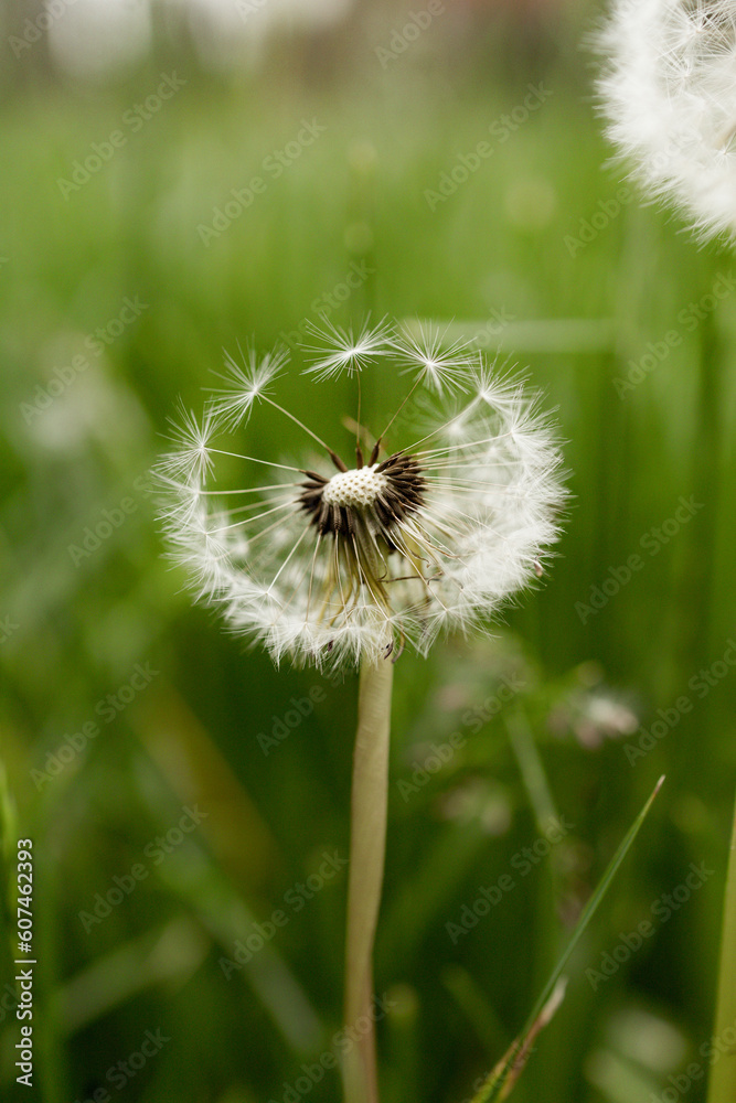 Fototapeta premium dandelion close up in Ukraine 
