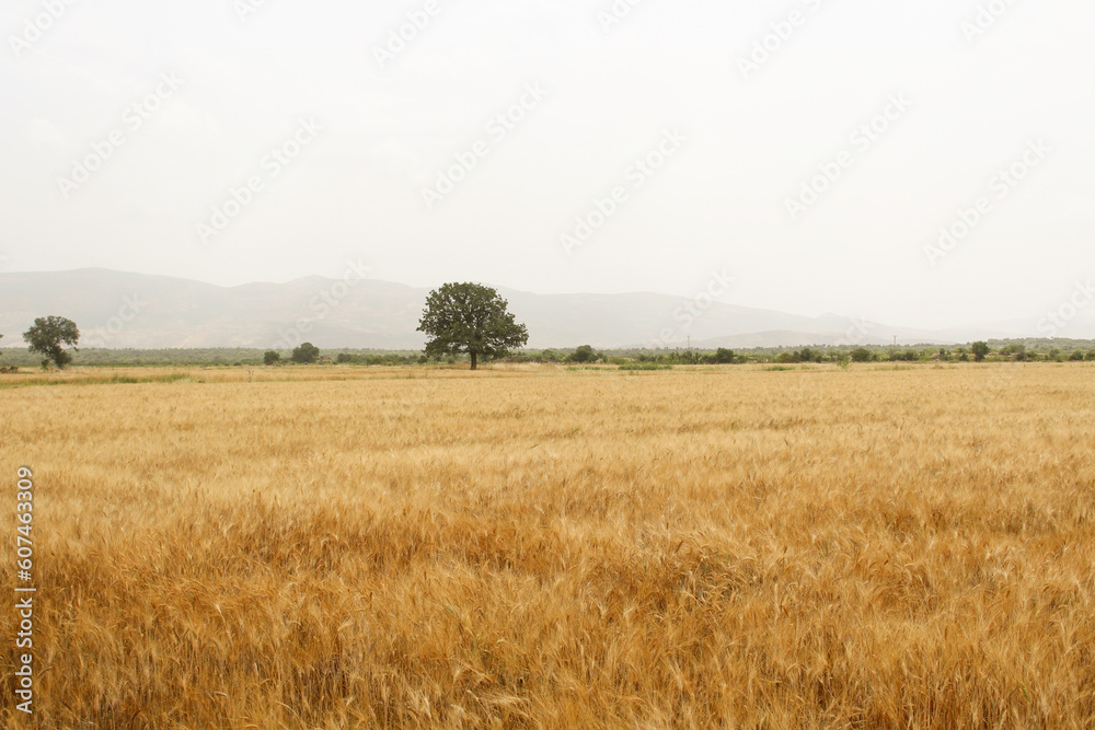 Beautiful rural scenery. Background of ripening ears of meadow golden wheat field.