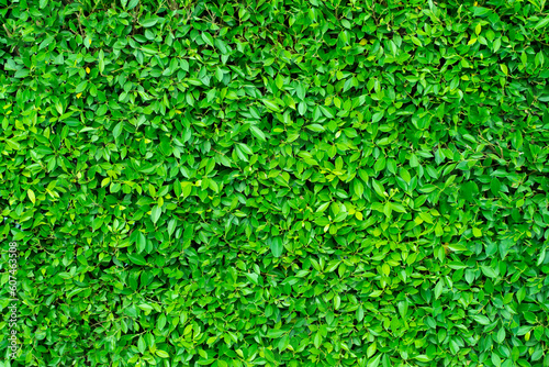 Green leaves wall for pattern background, Nature.