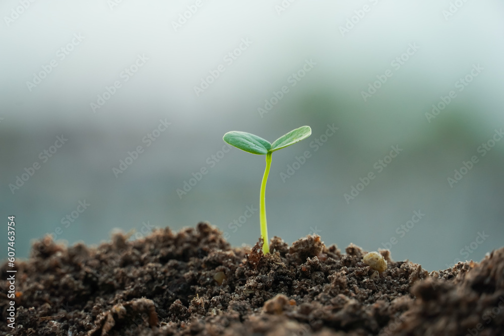 young green plant young green plant
