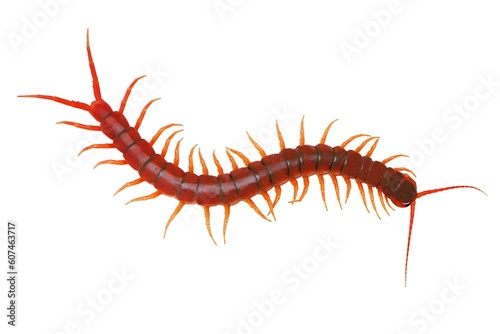 Centipedes are invertebrates belonging to the class Chilopoda, in the phylum arthropods. It is a legged animal found in the humid tropics. Lives on land. There are many sizes. Most of the body length