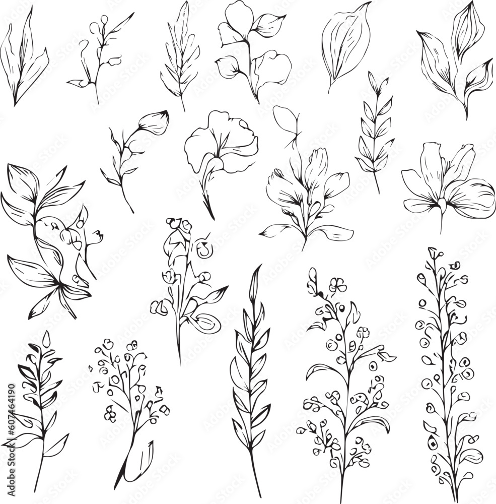 Set of vector hand-drawn botanical leaf, botanical line drawing,  wildflower botanical line art, leaf's vector art, Pencil realistic wild flower drawing, ink sketch isolated on white background, flowe