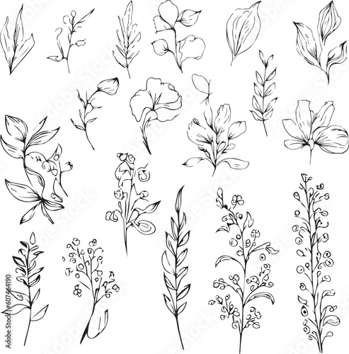 Set of vector hand-drawn botanical leaf, botanical line drawing, wildflower botanical line art, leaf's vector art, Pencil realistic wild flower drawing, ink sketch isolated on white background, flowe