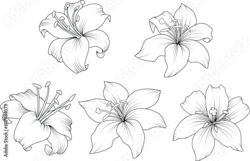 Lily flowers drawing with line-art on white backgrounds. Beautiful vector lily flower and leaves line art