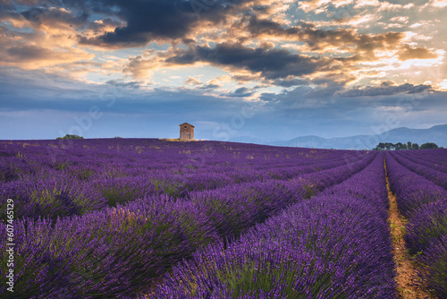 Summer, sunny and warm view of the lavender fields in Provence near the town of Valensole in France. Lavender fields have been attracting crowds of tourists to this region for years. © PawelUchorczak
