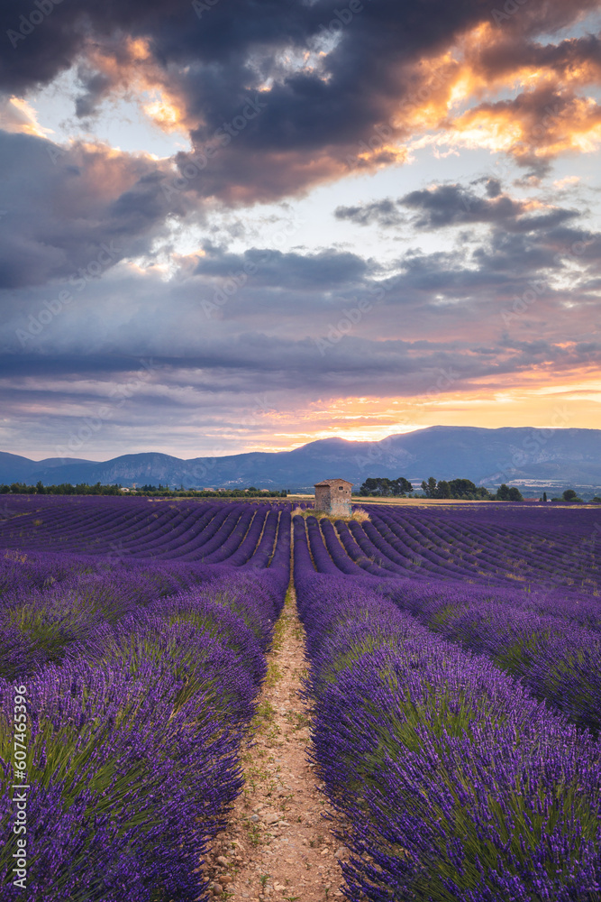 Fototapeta premium Summer, sunny and warm view of the lavender fields in Provence near the town of Valensole in France. Lavender fields have been attracting crowds of tourists to this region for years.