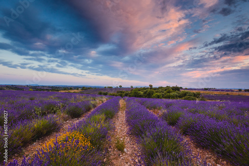 Summer  sunny and warm view of the lavender fields in Provence near the town of Valensole in France. Lavender fields have been attracting crowds of tourists to this region for years.