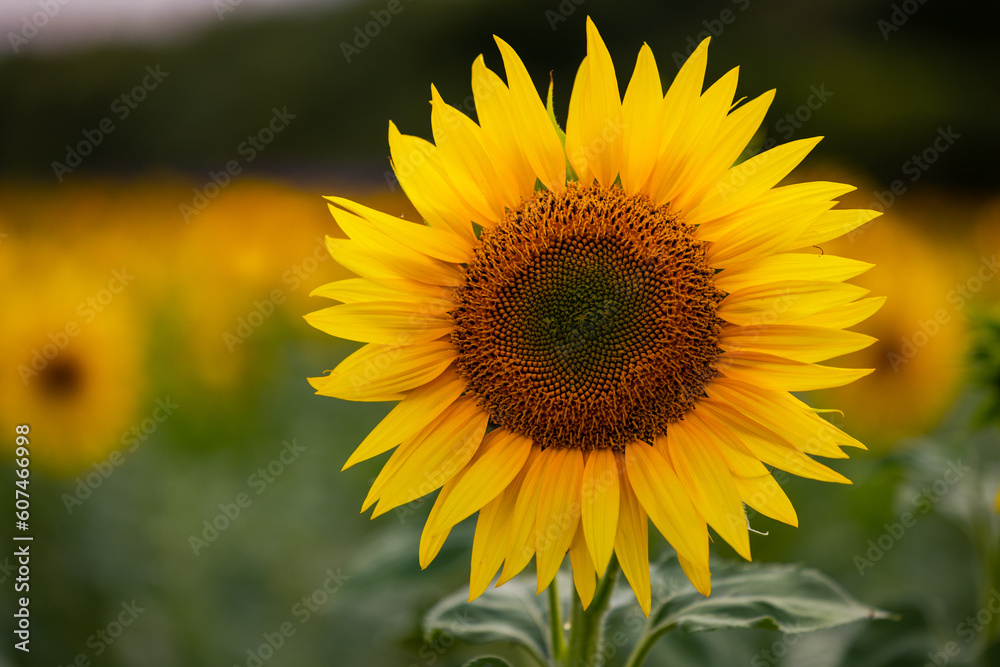 Obraz premium Summer, sunny and warm view of the sunflower fields in Provence near the town of Valensole in France. Also Lavender fields have been attracting crowds of tourists to this region for years.