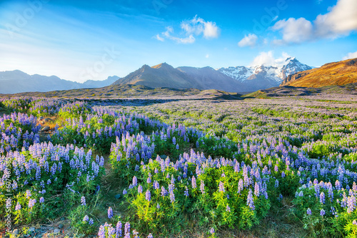 Breathtaking view of typical Icelandic landscape with field of blooming lupine flowers next to the mountains.