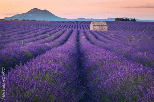 Summer  sunny and warm view of the lavender fields in Provence near the town of Valensole in France. Lavender fields have been attracting crowds of tourists to this region for years.