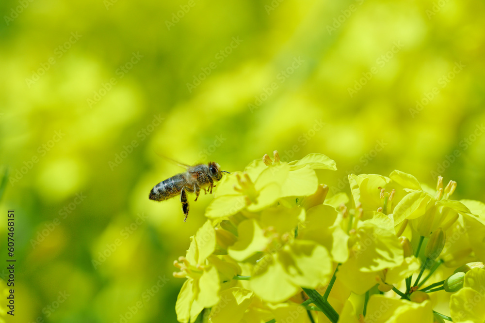 Pracowite pszczoły na polu rzepaku zbierają nektar i pyłek, pożytek na miód, propolis. Pracowite pszczoły na polu rzepaku zbierają nektar i pyłek, pożytek na miód, propolis.