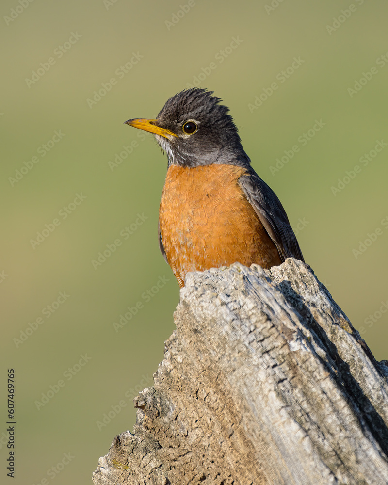 Common Birds of Colorado - American Robin perched on a tree stump. Common Birds of Colorado - American Robin perched on a tree stump.