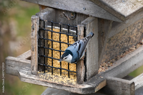 White Breasted Nuthatch feeding. A classic in the North American yard, this creeper species enjoys a diet of suet and seed. Feeders are important supplement to wild bird diet