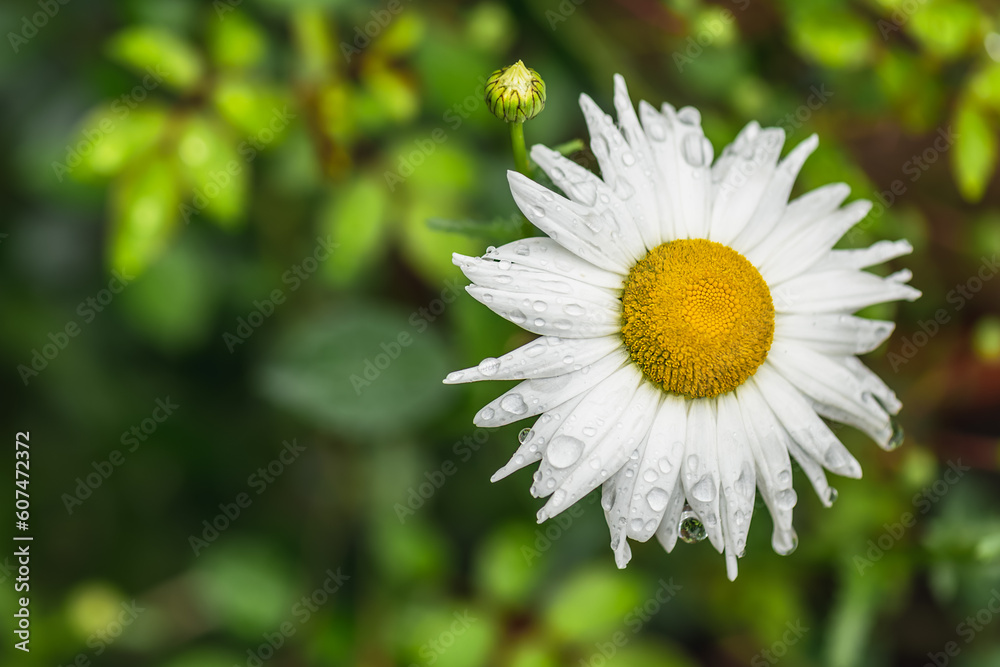 Obraz premium White chamomile with raindrops. Selective focus.