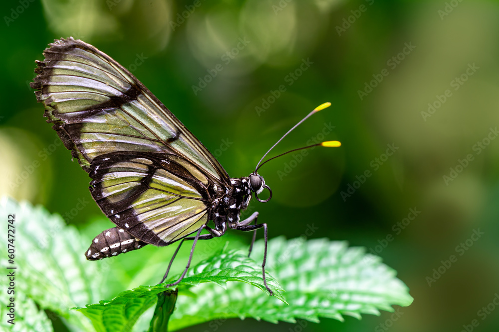 Macro shots, Beautiful nature scene. Closeup beautiful butterfly sitting on the flower in a summer garden. Macro shots, Beautiful nature scene. Closeup beautiful butterfly sitting on the flower in a summer garden.