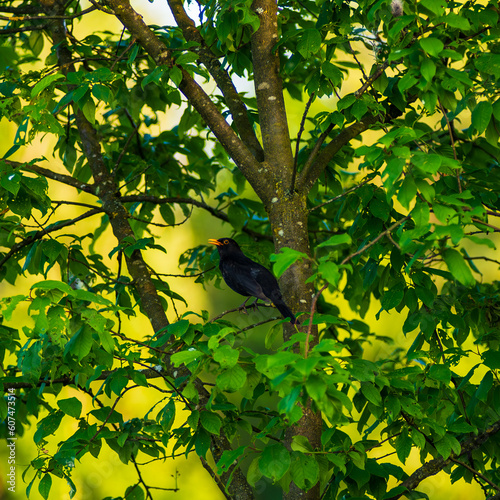 A black bird stands in a shrub in the forest