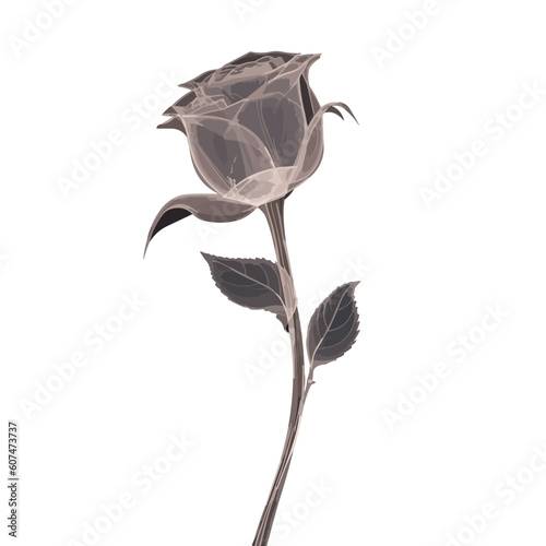 simple flat designed rose flower with stalk, linear style, x-ray