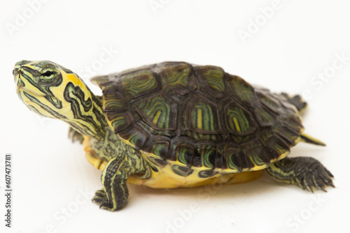 The yellow-bellied slider turtle (Trachemys scripta scripta) isolated on white background