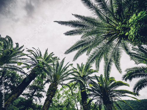 Palms botanical garden