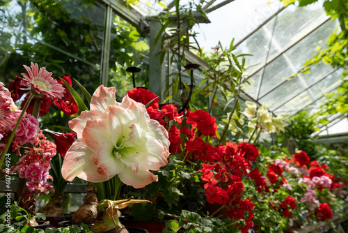 A wide variety of colourful flowers, including geraniums and amaryllis in the greenhouse at the stunning gardens of West Green House, Hampshire, UK. photo