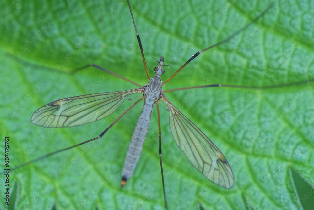 one big gray mosquito insect sits on a green leaf of a plant in nature one big gray mosquito insect sits on a green leaf of a plant in nature