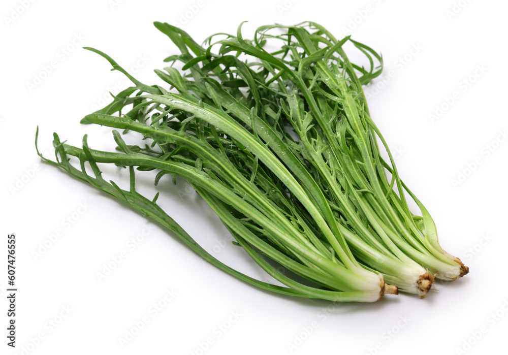 Erba Stella, Buck's Horn, Italian vegetable Erba Stella, Buck's Horn, Italian vegetable