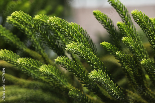 Norfalk Island Pine tree (Araucaria heterophylla) leaf close up 