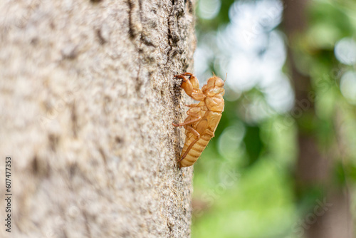Cicada shell on the tree in the forest, Thailand.