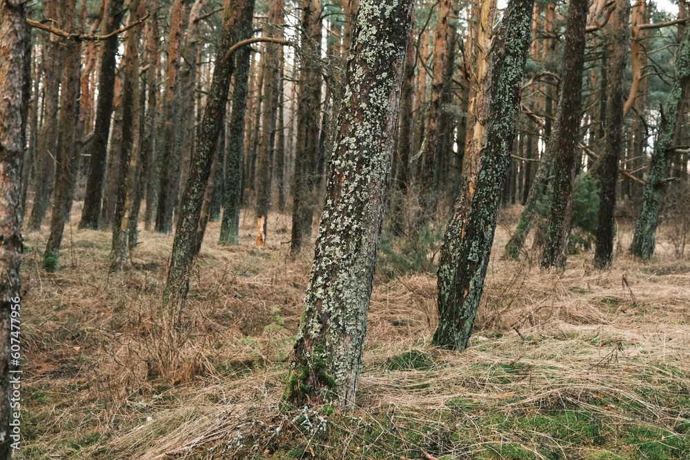 Lithuanian forest in early spring Lithuanian forest in early spring