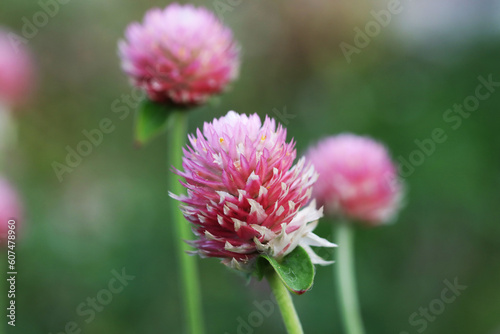 Pink flower Globe amaranth (Gomphrena globosa)