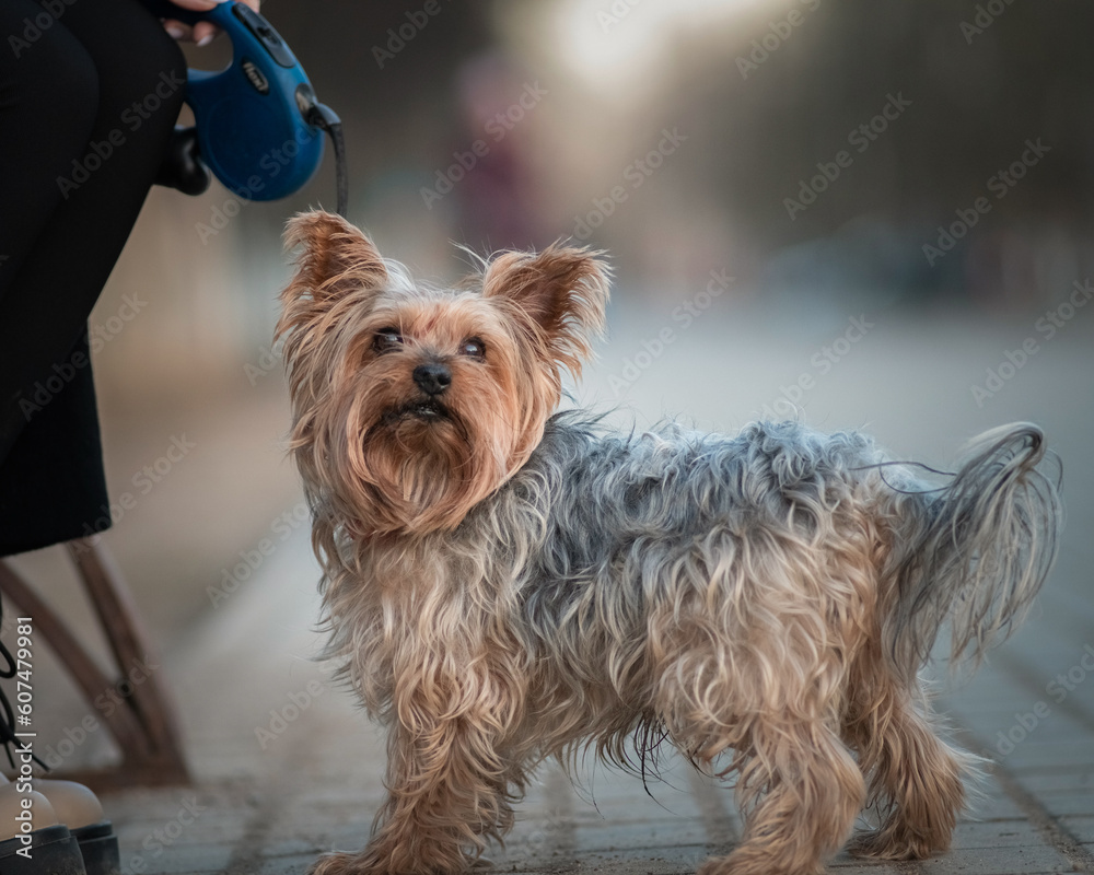A beautiful purebred Yorkshire Terrier on a walk in the city in the fall. A beautiful purebred Yorkshire Terrier on a walk in the city in the fall.
