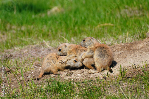 Close-up of cute Black-tailed prairie dogs at play