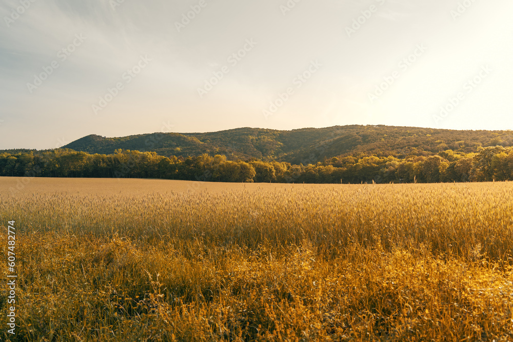 Obraz premium agricultural fields with hills in the background in summertime