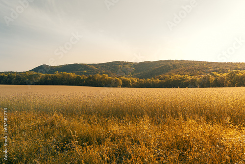 agricultural fields with hills in the background in summertime