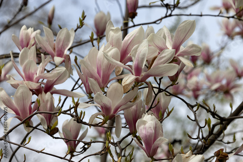 Pink magnolia liliflora flowers. Woody orchid tree in full bloom. Magnolia blooms in spring. Delicate pink magnolia flowers bloom in spring. Spring flower landscape for postcard design photo