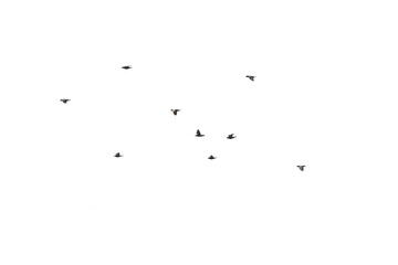 Flocks of flying pigeons isolated on white background.Save with clipping path.
