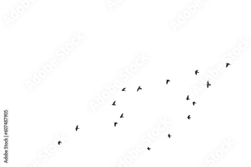 Flocks of flying pigeons isolated on white background.Save with clipping path. 