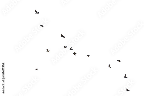 Flocks of flying pigeons isolated on white background.Save with clipping path. 