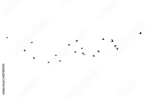 Flocks of flying pigeons isolated on white background.Save with clipping path.  © krsprs