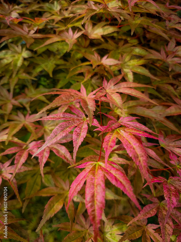 red maple leaves