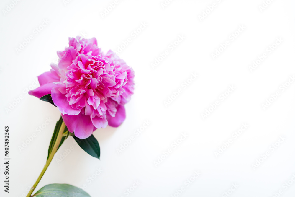 pink flower Paeonia peony suffruticosa on white background copy space isolated 