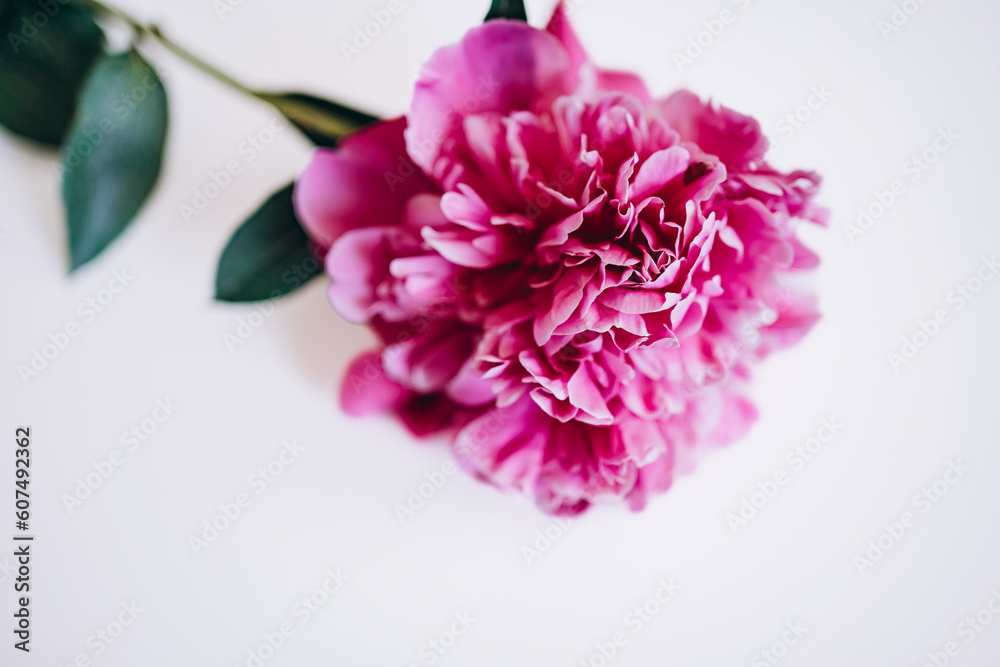 macro photo of a pink peony on a white background