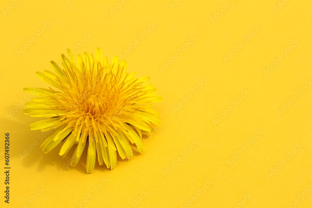 One fresh dandelion flower lies on a yellow background.