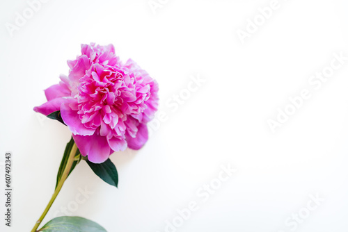 pink flower Paeonia peony suffruticosa on white background copy space isolated 