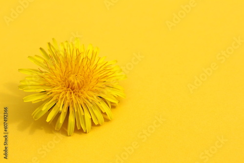One fresh dandelion flower lies on a yellow background.