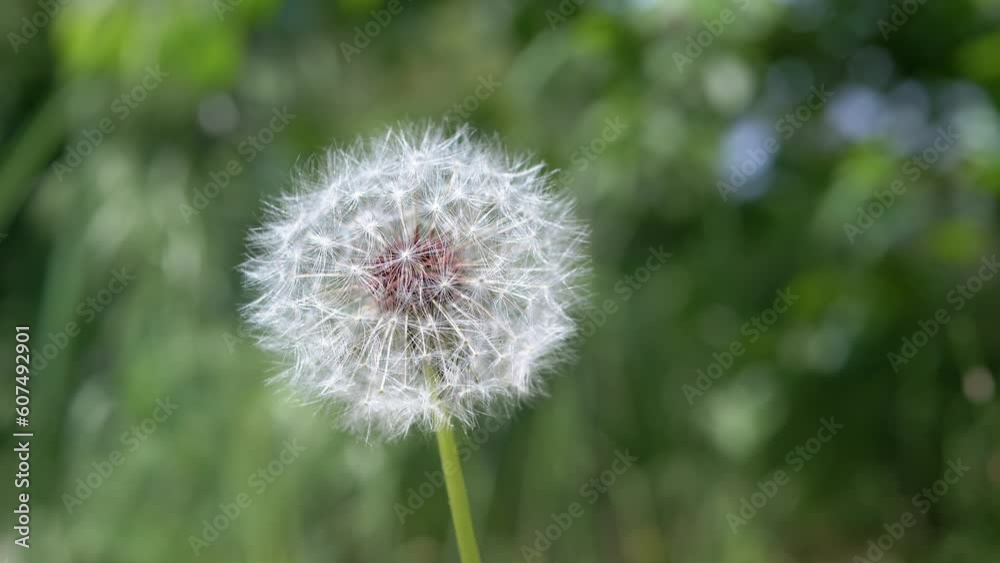Slow Swaying of a Dandelion from the Wind on a Blurred Background of Nature. Close up. Selective focus. One. Movement of white dry seeds of a fluffy dandelion growing in meadow. Sunlight. Copy space. Slow Swaying of a Dandelion from the Wind on a Blurred Background of Nature. Close up. Selective focus. One. Movement of white dry seeds of a fluffy dandelion growing in meadow. Sunlight. Copy space.