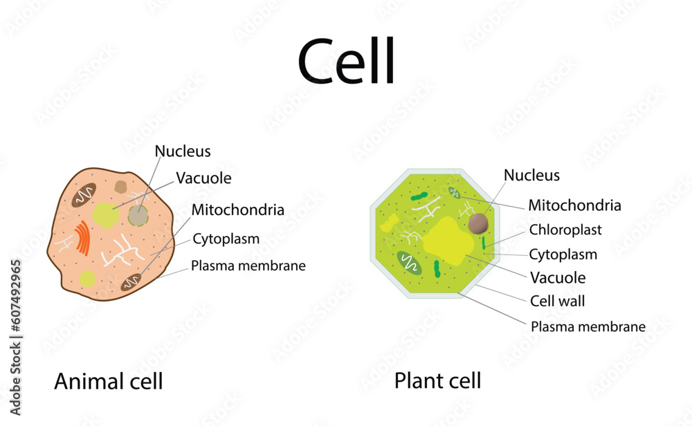 illustration of biology, Plant Cells and Animal Cells, Plant cell structure with inner parts