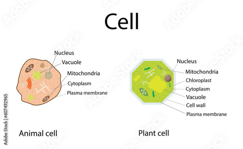 illustration of biology, Plant Cells and Animal Cells, Plant cell structure with inner parts labeled description outline diagram, Animal cell diagram