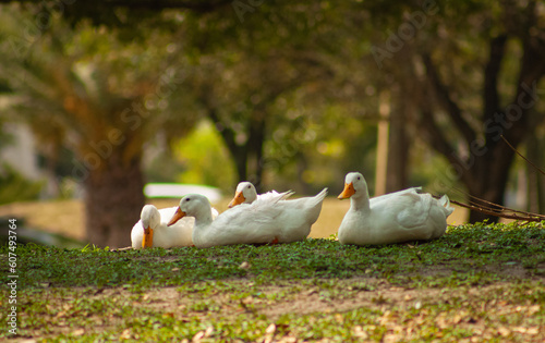 aves migratorias descansando en un parque